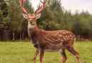 Dappled deer